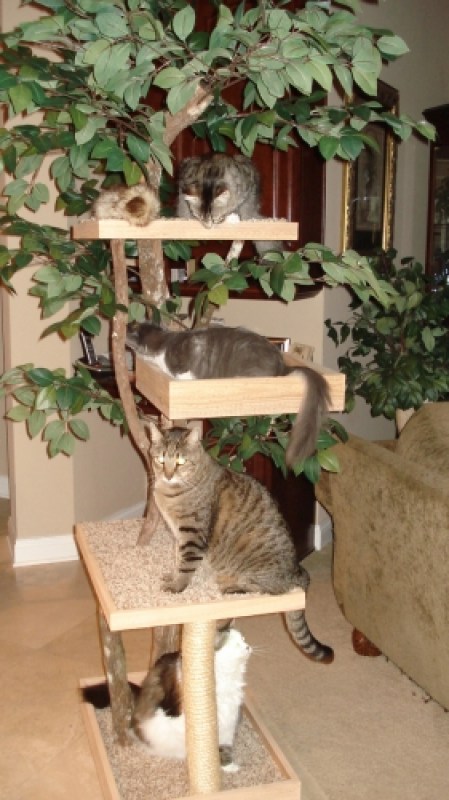 The Tree Testers!  Maggie, Sasha, Buster and Amelia